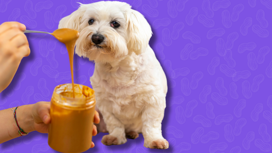 Why Wuffle’s Peanut Butter-Based Spreads are Superior for Your Dog